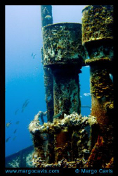 Sea Star Wreck in Bahamas by Margo Cavis 